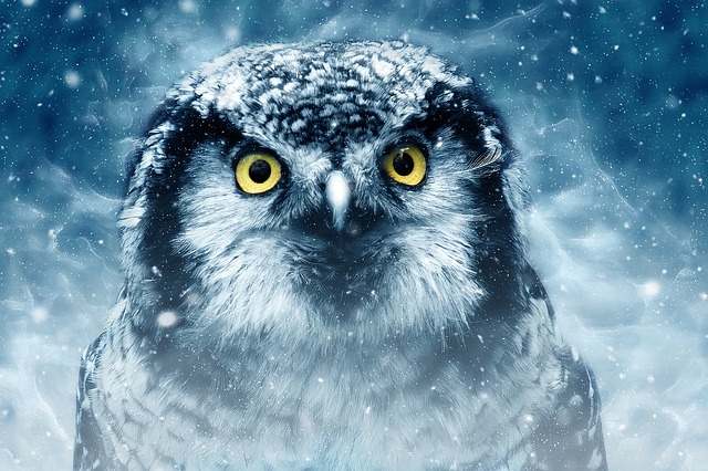 A close-up portrait of a northern hawk-owl with striking yellow eyes, set against a dark, moody background filled with swirling, magical snow.